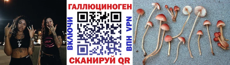 купить наркотики цена  Завитинск  Псилоцибиновые грибы GOLDEN TEACHER 
